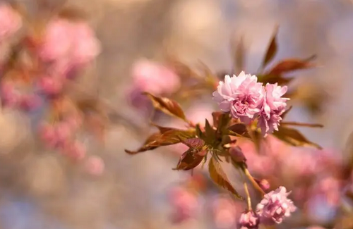 好听的四字名字古风 好听的四字名字古风游戏名字